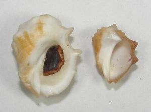 MUREX TRIANGULARIS 18-24mm BEAUTIFUL SPECIMEN Guaymas, Sonora, Mexico - Picture 1 of 2