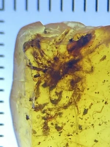 Large Hairy Detailed Spider, Fossil In Genuine Burmite Amber, 98MYO - Picture 1 of 7