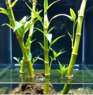 Wasserbambus / schnellwachsende grüne Aquariumpflanzen gegen Algen im Aquarium - Bild 1 von 3