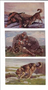3 WWI German Red Cross Medical Dog in the Field Postcards 2454 - Picture 1 of 2