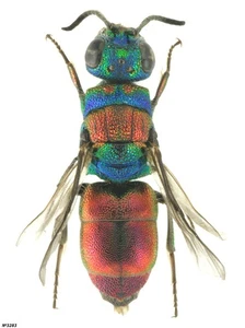 Hymenoptera Chrysididae sp. Rusia 8mm - Imagen 1 de 1