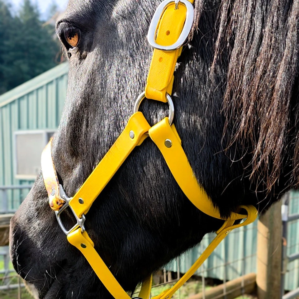 Biothane Pferdehalfter - Hummel Sonnenblume - Bild 1 von 4