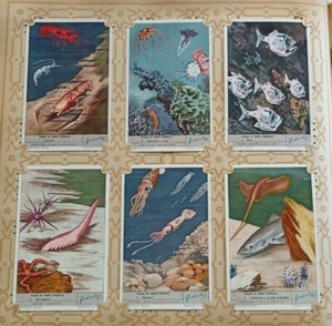 LOVE SANG FIGURE. 1790 FAUNA OF GREAT SEABED CVGS