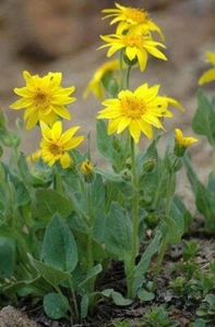 LP 2071XA Arnica montana vera arnica pianta medicinale semi pezzo 10 - Foto 1 di 1