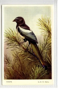 (KLj3081) D M Henry, Bird Series, Magpie, c1930 - Picture 1 of 2