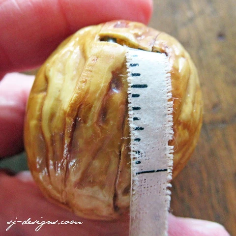 19th century walnut form sewing tape measure 1-1/2" retracts lacquer papier mach Cover