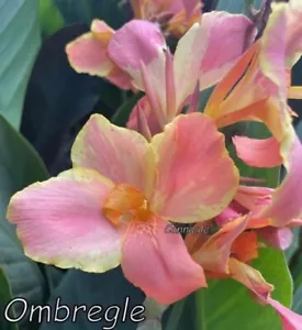 Canna Ombré Gle, My hybrid, Tropical Flowering Perennial - Picture 1 of 19