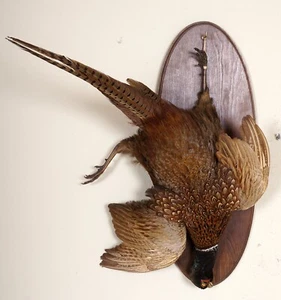 Schöner Jagdfasan mit Bescheinigung Pheasant Taxidermy - Bild 1 von 3