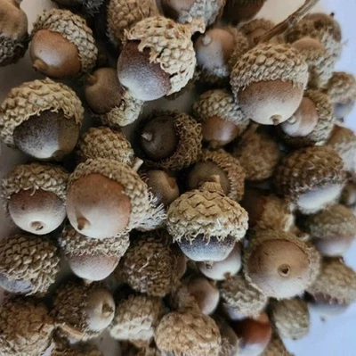 36 Burr Oak Tree Acorns Large Burr Oak Seeds Planting Crafts Quercus Macrocarpa - Image 1 of 4