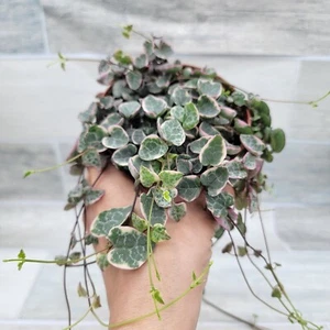 Variegated String of Hearts, Ceropegia Woodii Variegata houseplant in 4" Pot - Picture 1 of 9