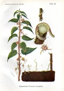 1908 SCHMEIL CHROMOLITHOGRAPH greater dodder - Bild 1 von 3