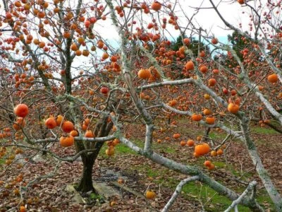 American Common Persimmon Tree~Diospyros virginiana~Well Rooted Starter Plant -  - Image 1 of 4