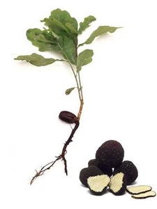 Truffle tree Holm Oak (infected with Tuber aestivum) - Picture 1 of 2