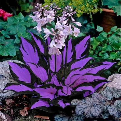 200+ Semillas Hosta para Plantar - Plantas Hosta con Púrpura Variegado y Casi Azul Foto 1 de 3