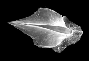 Triassic Thaynes Early post Permian Extinction fossil shark condont matrix slide - Picture 1 of 8