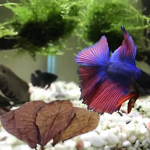 Betta Shrimp Leaves Almond Leaves for Betta Fish PH Balance Water Aquarium Care - Picture 1 of 10