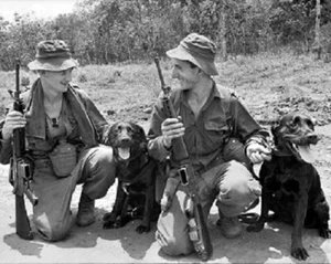 Rastreadores con sus perros 1967 8x10 Foto de la Guerra de Vietnam 462 - Imagen 1 de 1