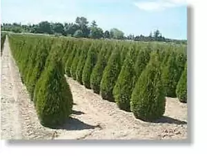 Thuja Smaragd ca. 100 bis 120 cm, im Topf gewachsen - Bild 1 von 1