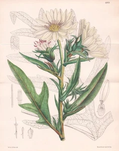 Silphium Albiflorum Texas Flower Botany Lithograph Curtis 6918 - Picture 1 of 1