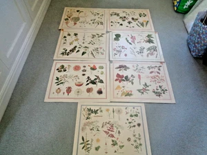 7 SCHOOL POSTER FLOWERS FRUITS HEDGEROWS FROM 1950S/60S SIZE 23" X 17" AS PHOTOS - Picture 1 of 6