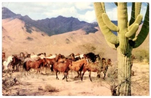 Wild Horse Roundup ~ Vintage übergroße Postkarte ~ KOSTENLOSER VERSAND - Bild 1 von 2
