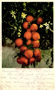 Cartolina arance e fiori d'arancio - Foto 1 di 2