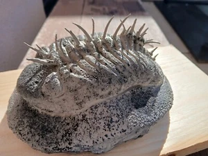 Stacheliger Trilobite fossil Drotops armatus 17.5cm - Bild 1 von 8