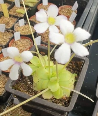 Mexican Pinguicula, different species: laxifolia, moctezume, ibarrae, laueana... - Bild 1 von 2