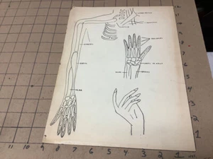 original ART circa 1930's-40's Drawing: Partial SKELETON w Bone names - Picture 1 of 2