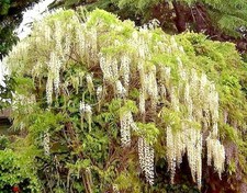 WISTERIA FLORIBUNDA ''ALBA'' alveolo 1 Pianta 1 Plant Glicine Bianco