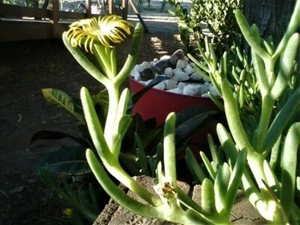 Yellow Ice Plant Succulent (3 cuttings) 5 inches long each, evergreen - Picture 1 of 11