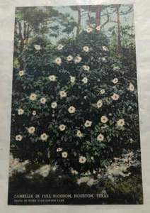 Camellia In Full Blossom, Huston, Texas. Postcard (B3) - Picture 1 of 2