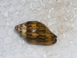 STRIGATELLA LITTERATA WONDERFUL - Picture 1 of 2