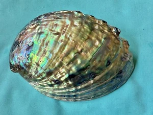 XL Perlmutt Muschel Paua abalone- Haliotis iris, 159mm lang- sehr schön - Bild 1 von 7