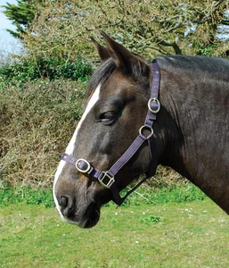 Cavezza in Nylon per Pony, Solido, Fibbia, Nylon, Pony Size - Foto 1 di 12