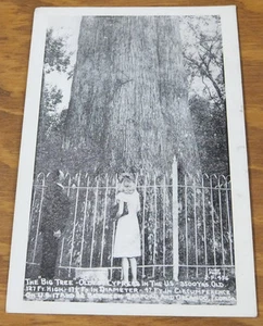 c1930s Foto Cartolina//IL “GRANDE ALBERO”, CIPRESSO PIÙ ANTICO DEGLI STATI UNITI - Foto 1 di 1
