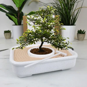 Gift Republic GR870001 Bonsai-Baum-Wachstums-Set  - Bild 1 von 5