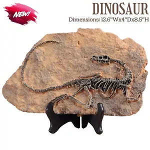 Faux Dinosaur Fossil Realistic Skeleton Velociraptor Model Jurassic Park Decor - Picture 1 of 5