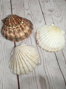 3 Lion's Paw Scallop Sea Shell Nautical Beach House Decoration Bathroom Soap  - Picture 1 of 10