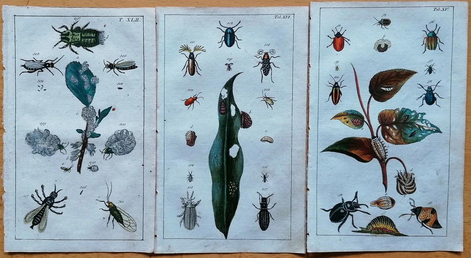 Wilhelm Originaldruck Koloriert Insekten Käfer 3 Kupferstiche (E) - 1800 - Bild 1 von 1