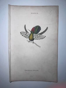 1st Ed Hand-colored Jardine's Natural History Gould’s Hummingbird - Picture 1 of 1