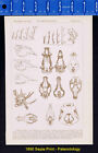 Succession de vie, bois de cerf, mastodonte, Pliocène-Crânes - 1890 Paléontologie