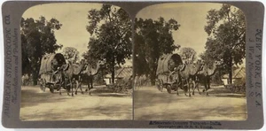 India.Inde.Camels car.Voiture Chameaux.Aristocratic equipa.Photo American Stereo - Picture 1 of 2