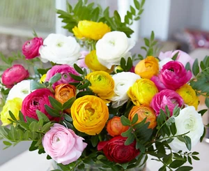 Ranunculus Color Mix Red Pink Purple White 10 Bulbs Peony Rose Garden Flowers - Picture 1 of 9