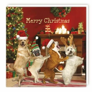 Christmas Card Cats Xmas Dogs Conga Sparkle Finish - Picture 1 of 1
