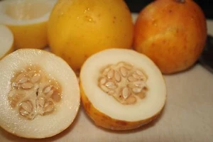 Melón Vine Peach - Melón de mango - Más de 10 semillas - Herencia - ¡CEDIENDO! Cm 013 - Imagen 1 de 2