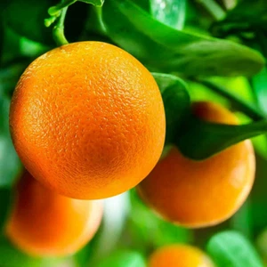 Dwarf Washington Navel Orange Tree - 26-30" Tall Live Citrus Plant - Gallon Pot - Picture 1 of 11
