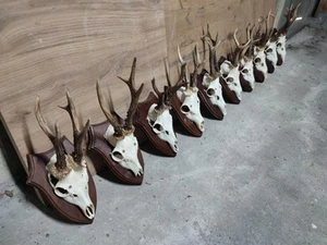 Juego de 10 corzos corzo corzo cráneo astas escudos de madera decoración del hogar taxidermia  - Imagen 1 de 2