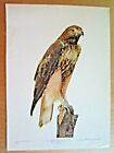 c1900 ANTIQUE WESTERN RED-TAILED HAWK BIRD LITHOGRAPH PRINT