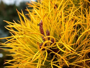 Pinus contorta var. latifolia 'Chief Joseph' - Lodgepole Pine *Live Plant - Picture 1 of 9